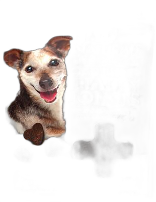 Ark Naturals Gray Muzzle Old Bones Happy Joint Soft Chew Joint Supplement for Senior Dogs senior pet supplement
