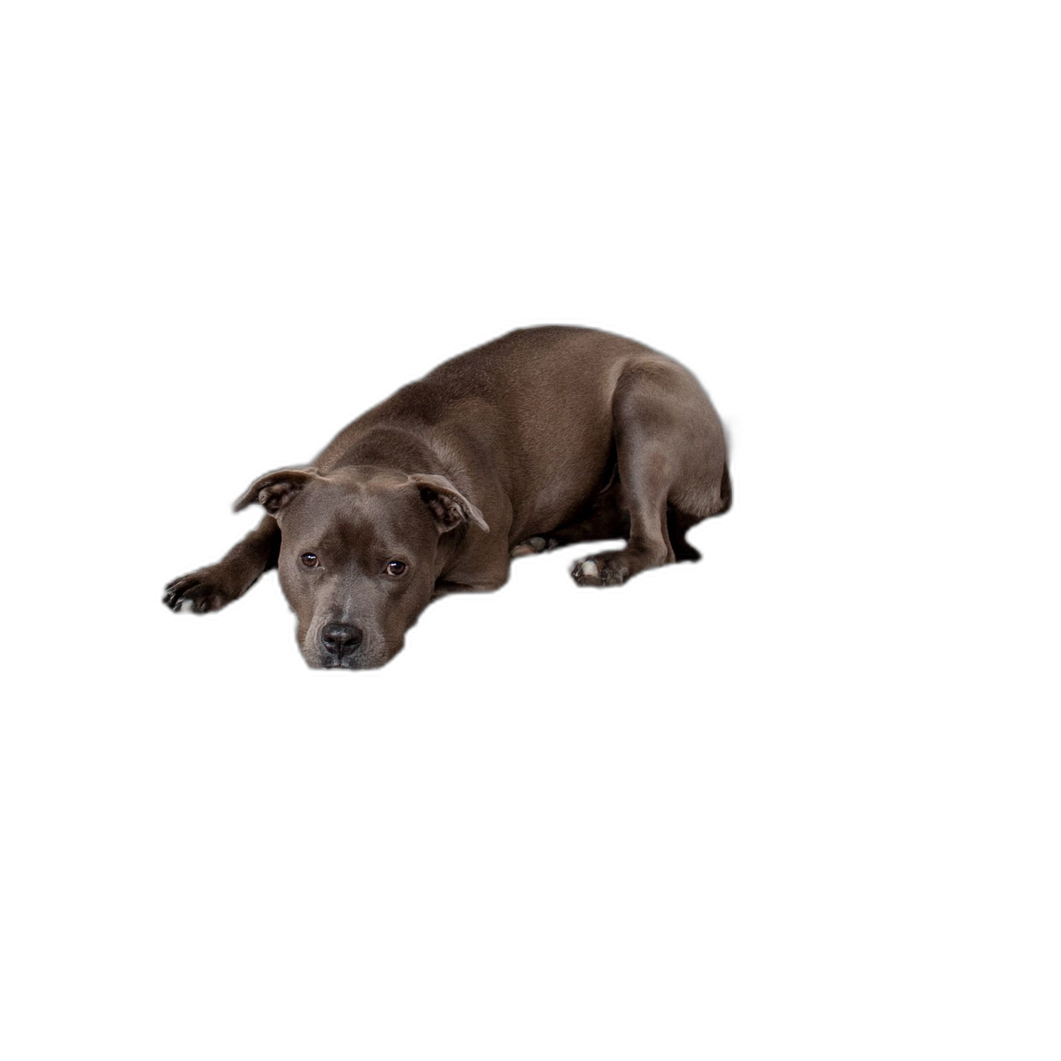 DermaPet EFA Omega-3 Supplement for Dogs