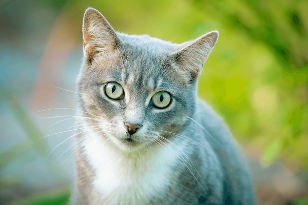 Independent & Transparent Analysis - PetSupplementsIndex