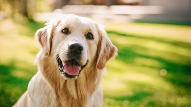 Science-Backed Pet Supplement Rankings - PetSupplementsIndex