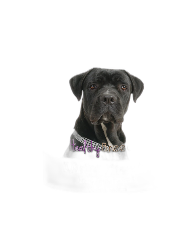 HEALTHY BREEDS Multivitamin Soft Chews Dog Supplement