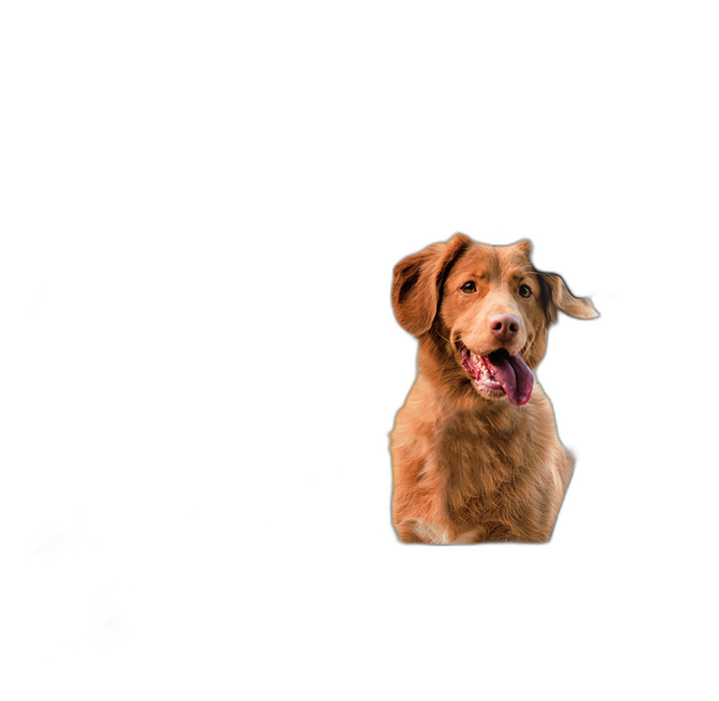 PetHonesty Allergy Support Chews with Probiotics pet supplement
