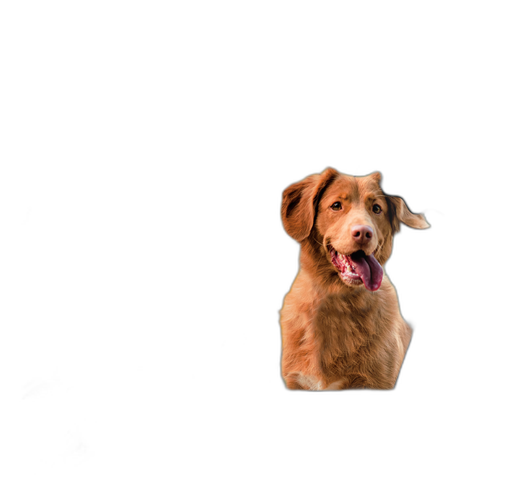 VetriScience Composure Behavioral Health Calming Supplement for Dogs pet supplement