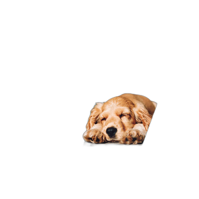 VetriScience Renal Essentials for Dogs pet supplement