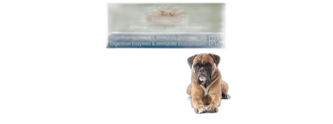 WellyTails Dog Rx Immunity Supplement immune support supplement